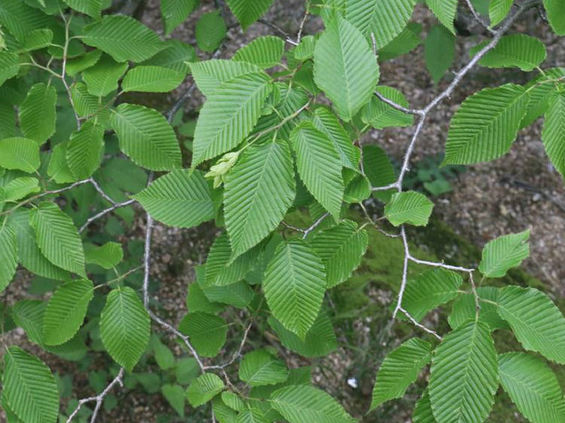 华千金榆(药用植物)