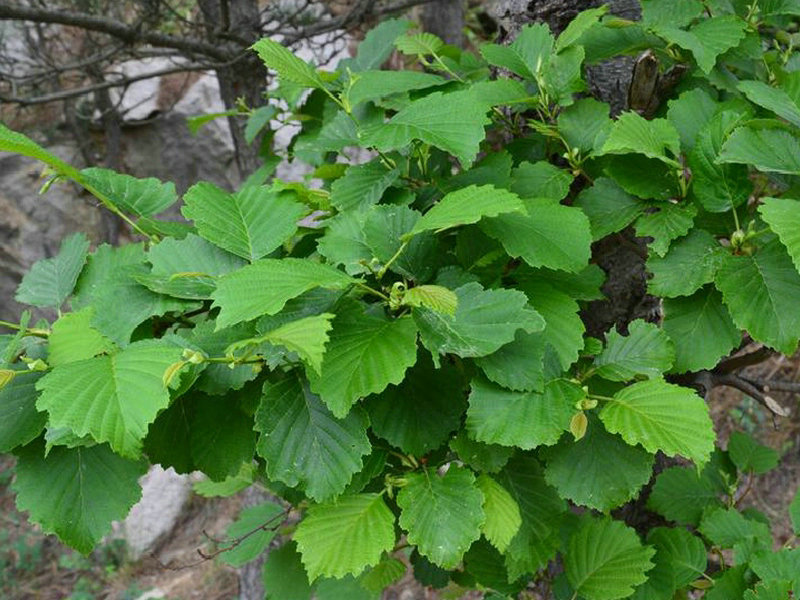 绳虫实 - 植物图谱 - 中华药典-岭南中药网