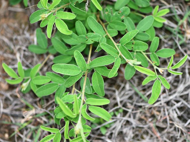 (药用植物)