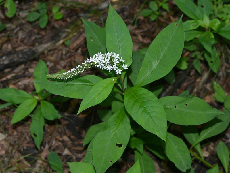 虎尾草