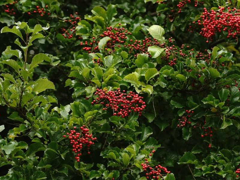 细花泡花树