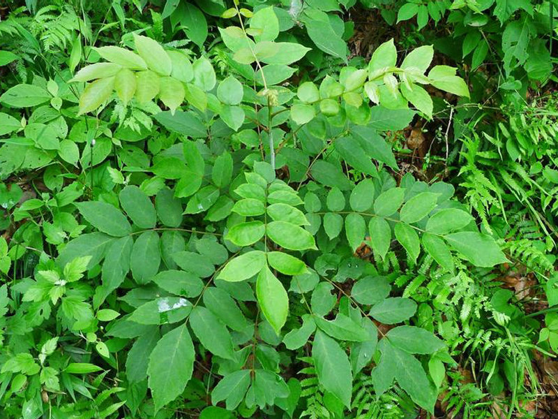 中华雪胆(药用植物)