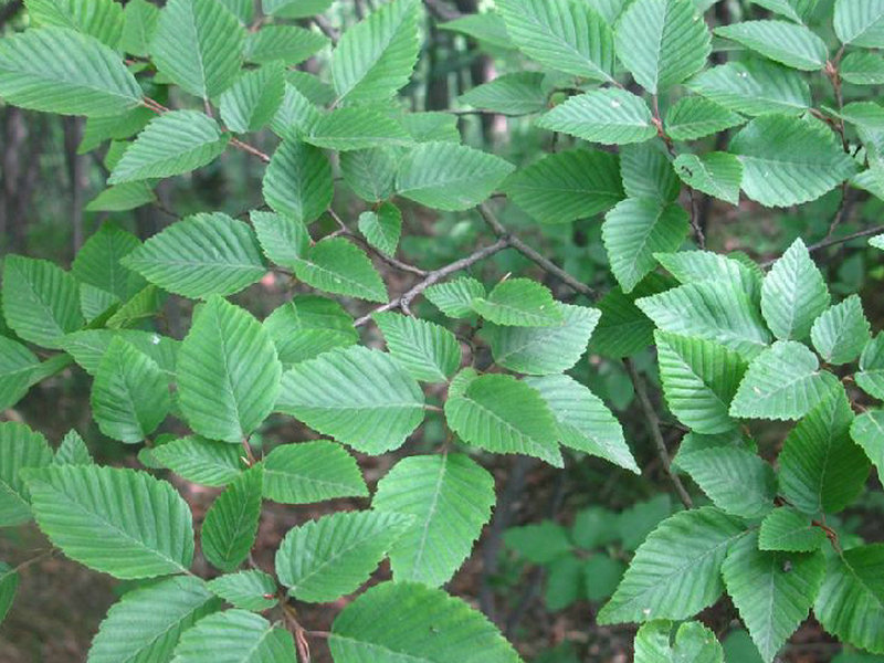 玉蜀黍 - 植物图谱 - 中华药典-岭南中药网