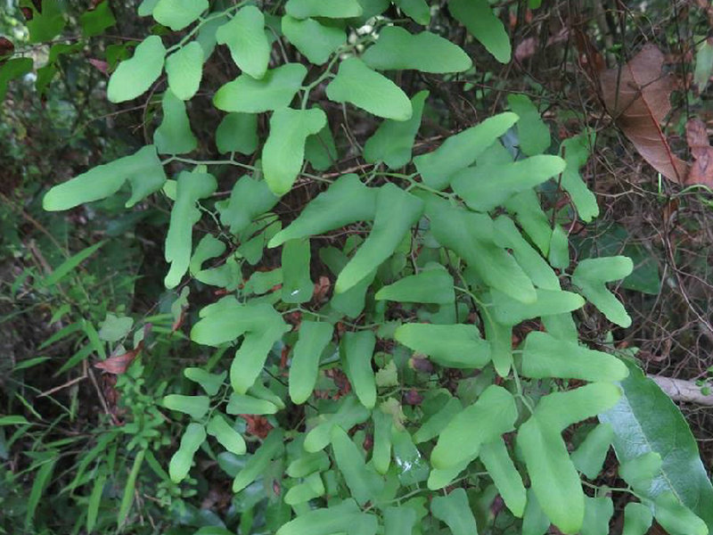 (药用植物)