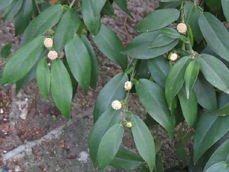 野罂粟(药用植物)