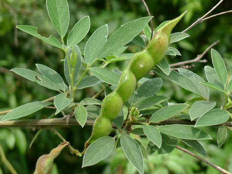 木豆(药用植物)