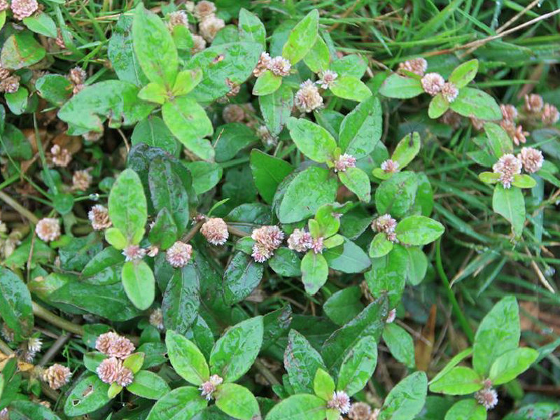 莲子草(药用植物)