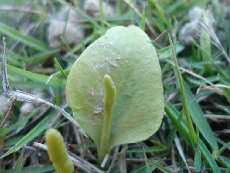 中华药典频道 药用植物库 > 正文 石虎