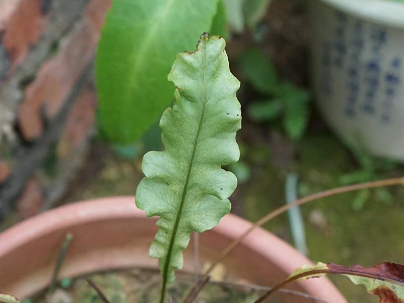 沙皮蕨(药用植物)