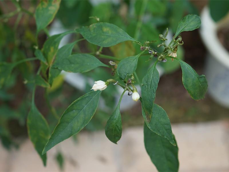 辣椒(药用植物)