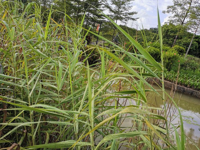 芦苇(药用植物)