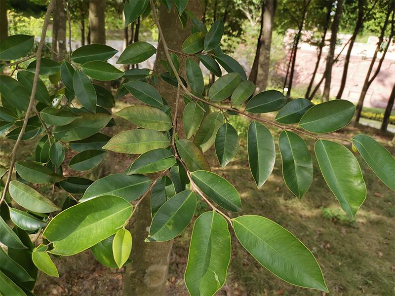 土沉香(药用植物)