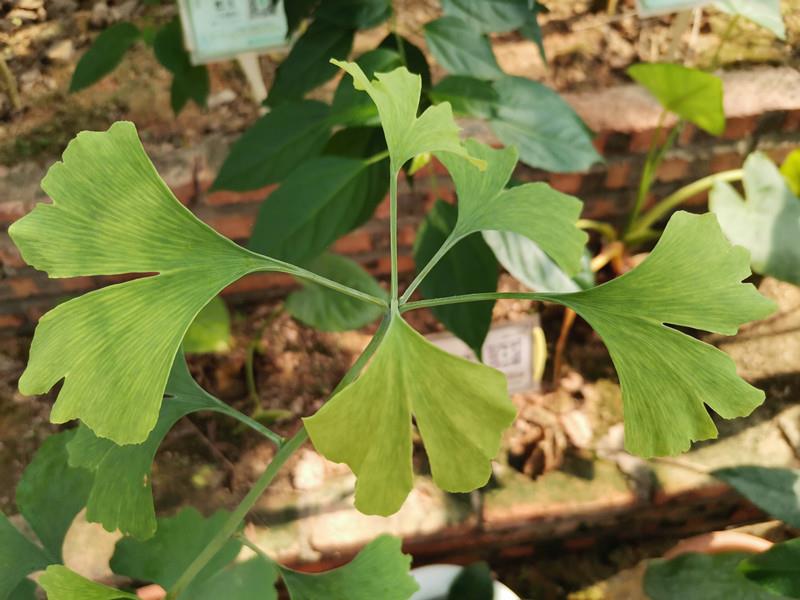 银杏(药用植物)