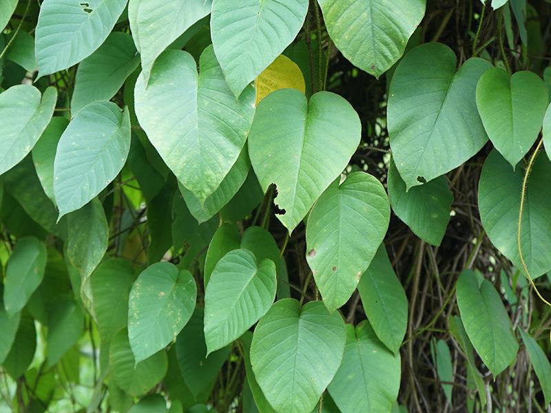 白鹤藤(药用植物)