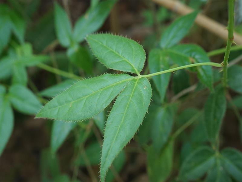 刚毛白簕(药用植物)