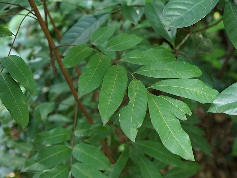 龙眼(药用植物)