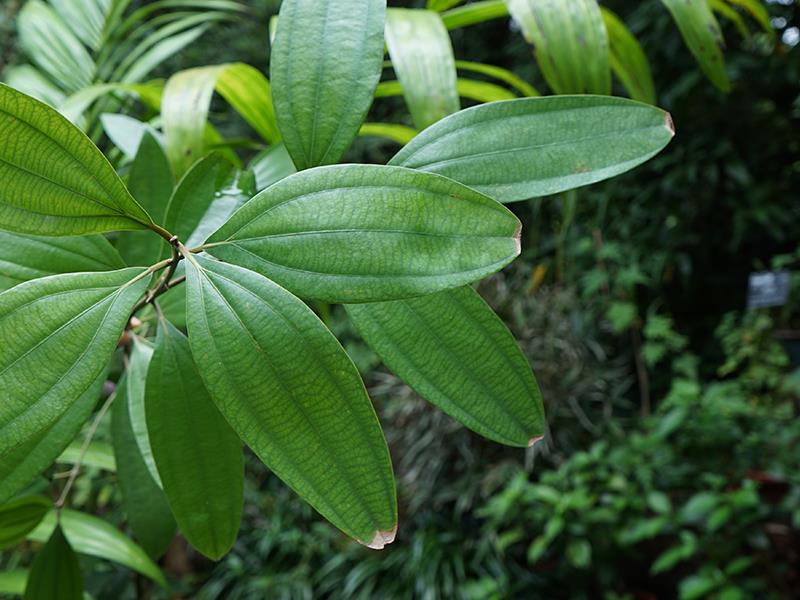 肉桂(药用植物)