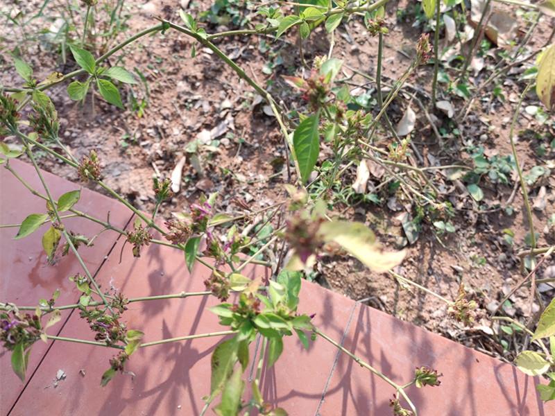 红丝线(药用植物)